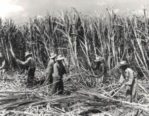 Plantation workers harvesting sugarcane in Hawaii in the 1940s. (AP Photo/Hawaii State Archives)