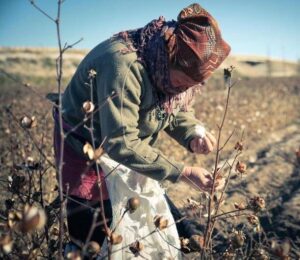 person picking cotton